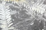 Wide Fossil Seed Fern Plate - Pennsylvania #53693-1